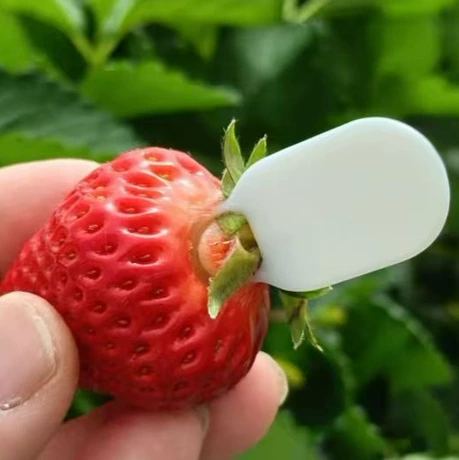 跨境草莓去蒂器 Strawberry Stem Remover 草莓去梗器 ¥ 1 .5 新人价 退货包运费 先采后付 7天无理由 回头率60% 义乌市满仁电子商务有限公司 运费: 获取 下单价: 获取 起订量: 获取 发货时间: 获取 年销量: - 年销售额: - 上架时间: 2026-06-11 (5天) 开店日期: - 综合服务分: - 产品